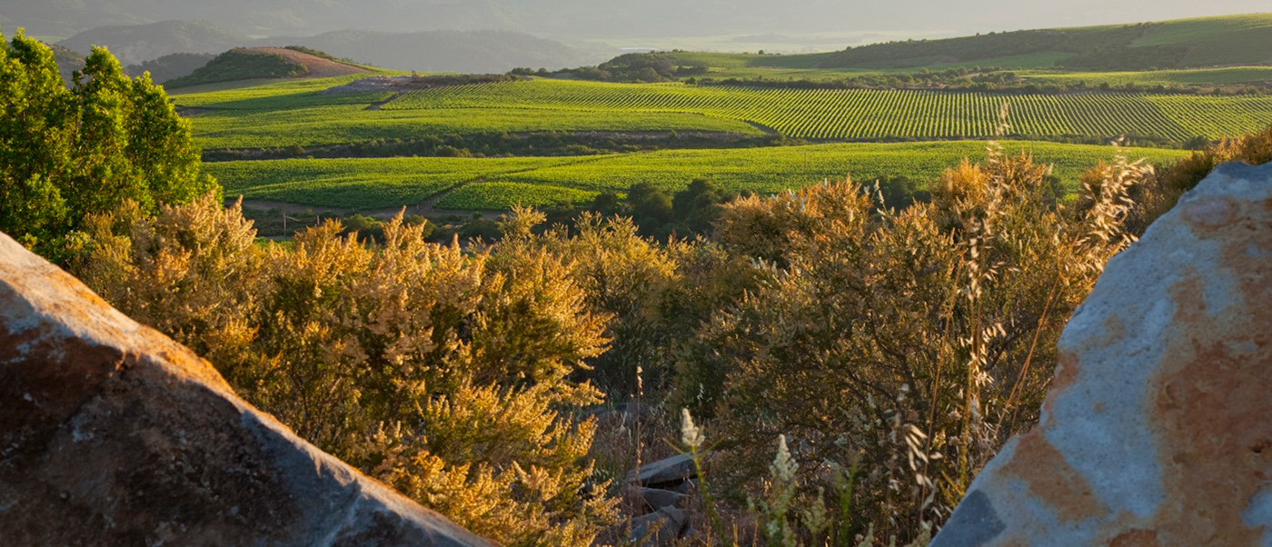Stagecoach Vineyard